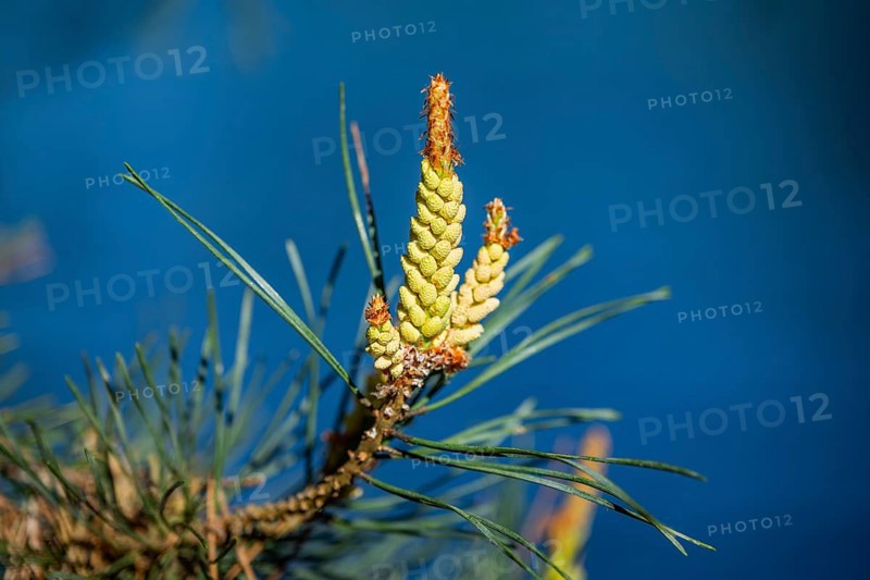 Scots pine (Pinus sylvestris) blossom in a forest in spring, Bavaria, Germany