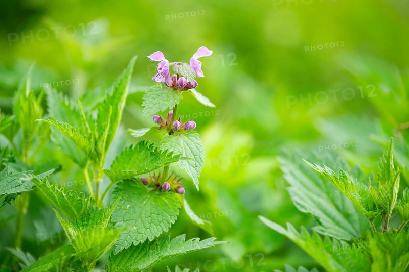 Spotted dead-nettle (Lamium maculatum) growing and blloming between Common nettle (Urtica dioica) plants, detail, spring, Bavaria, Germany