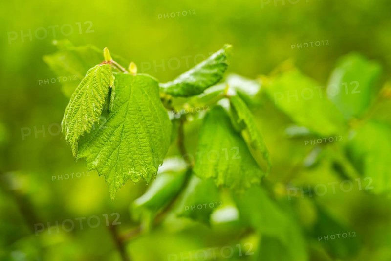 Common hazel (Corylus avellana) leaves in a forest in spring, Bavaria, Germany