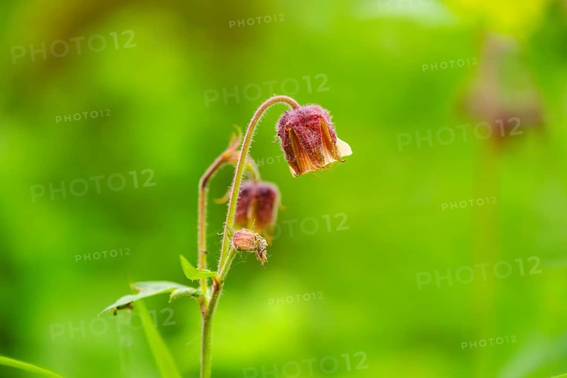 Water avens (Geum rivale), blossom, detail, Bavaria, Germany