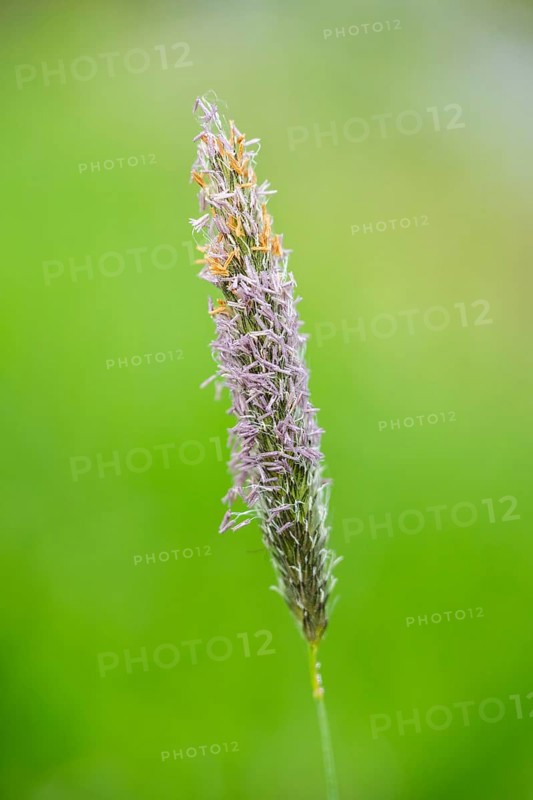 Meadow foxtail (Alopecurus pratensis) grass blooming in spring, Bavaria, Germany