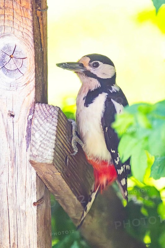 Great spotted woodpecker (Dendrocopos major) sitting on wooden slat, Austria