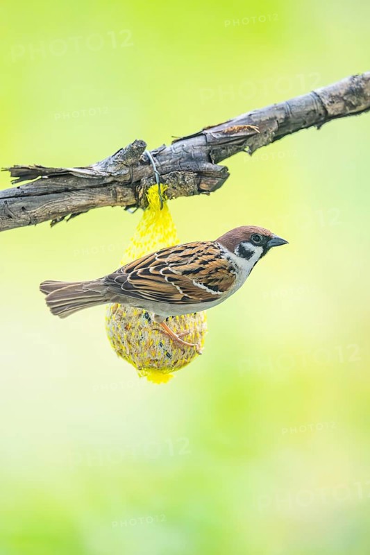 House sparrow (Passer domesticus) sitting on a tit dumbling, Austria
