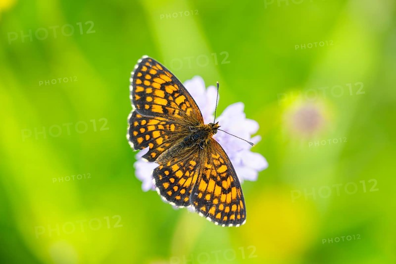 Heath fritillary (Mellicta athalia) butterfly sitting in a colorful blossom, Austria