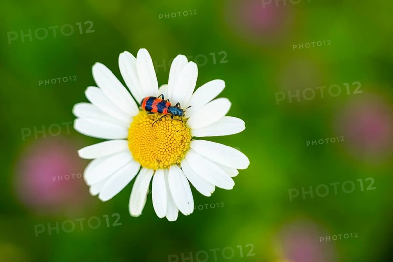 Trichodes apiarius beetle on a ox-eye daisy (Leucanthemum vulgare) blossom in summer, Austria