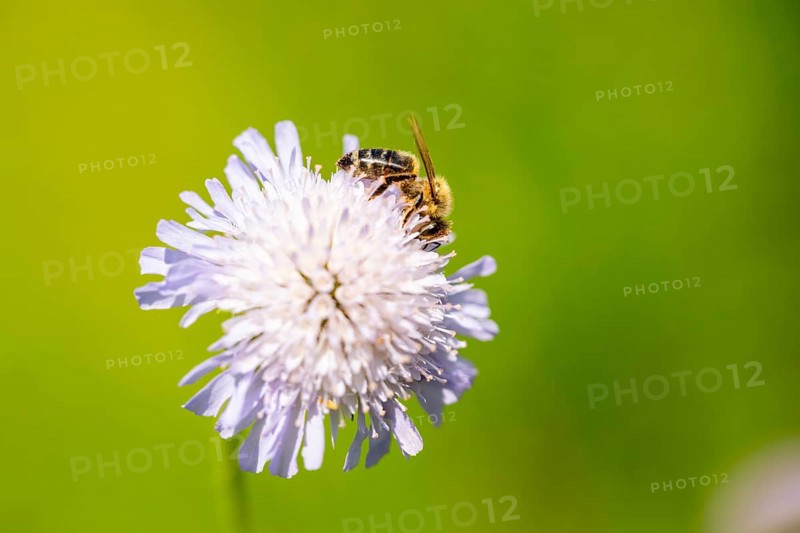 European honey bee (Apis mellifera) sitting on a flower, Austria