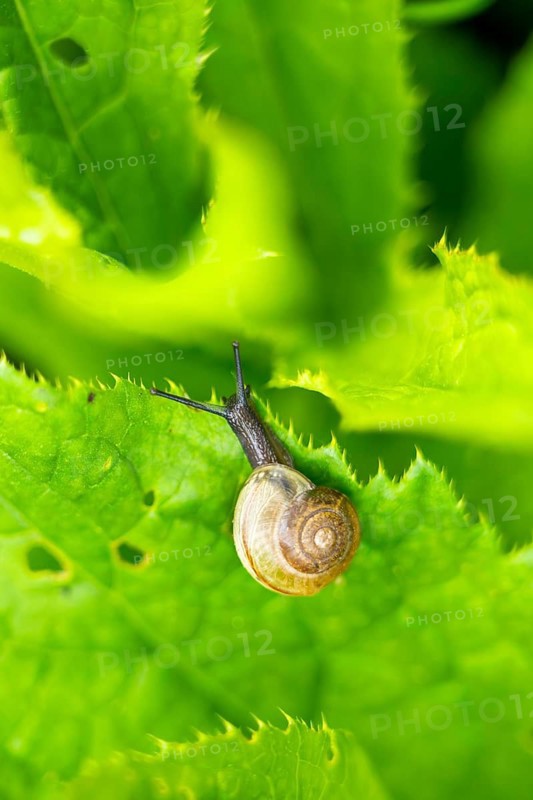 Copse snail (Arianta arbustorum) on a leaf, Austria