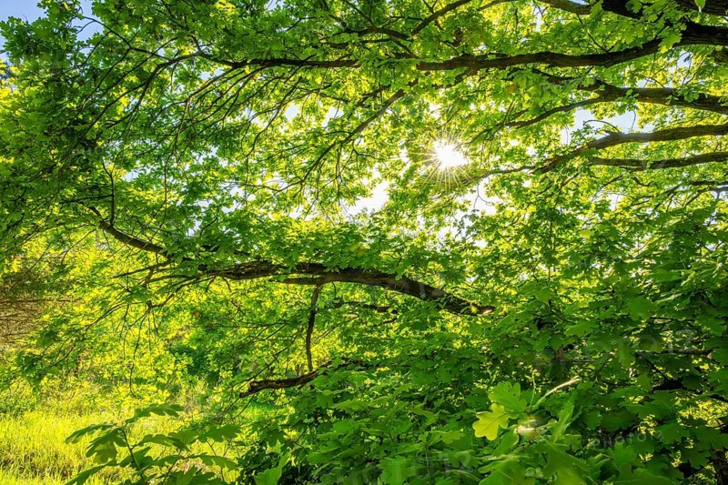 Pedunculate oak (Quercus robur) leafes against the sun light, Bavaria, Germany