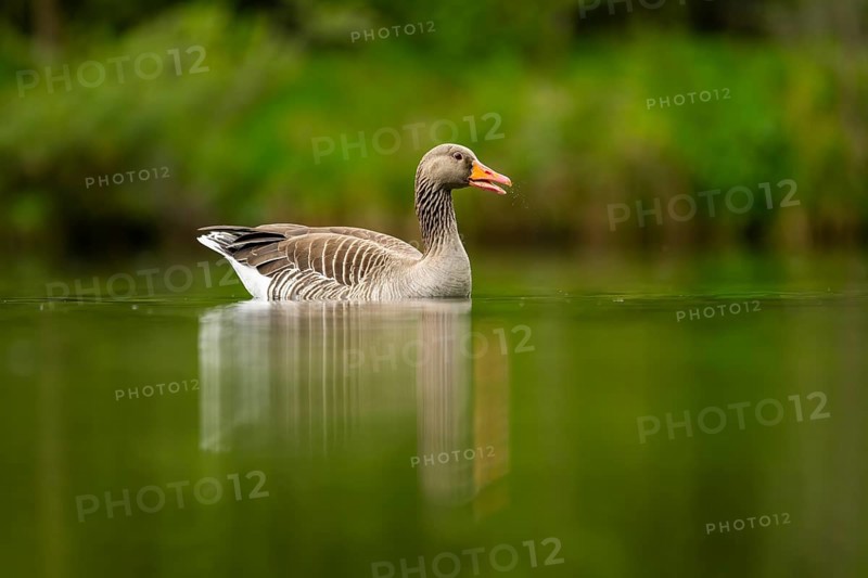 Close-up of a Greylag Goose (Anser anser) swimming in the water in spring, Austria
