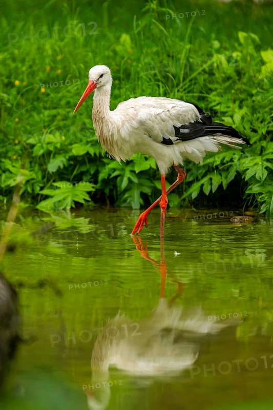 White stork (Ciconia ciconia) standing in a little lake, Austria