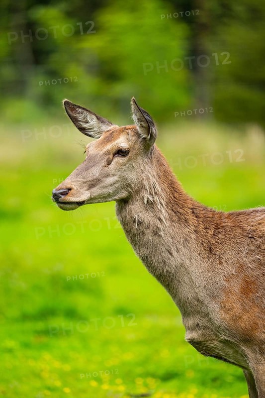 Red deer (Cervus elaphus) hind on a meadow in spring, Austria
