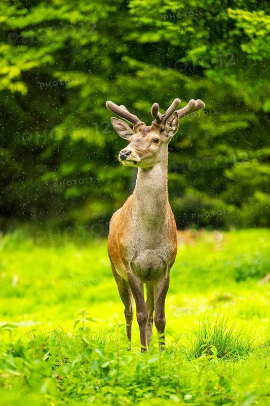 Red deer (Cervus elaphus) stag on a meadow in spring, Austria