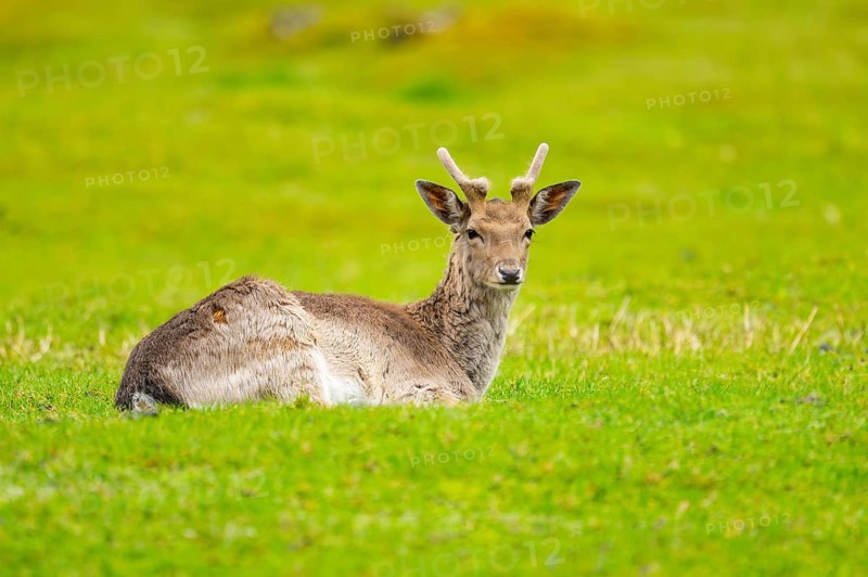 European fallow deer (Dama dama) stag lying on a meadow, Austria