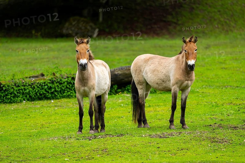 Przewalski's horse (Equus ferus przewalskii) standing on a meadow, Austria, Germany