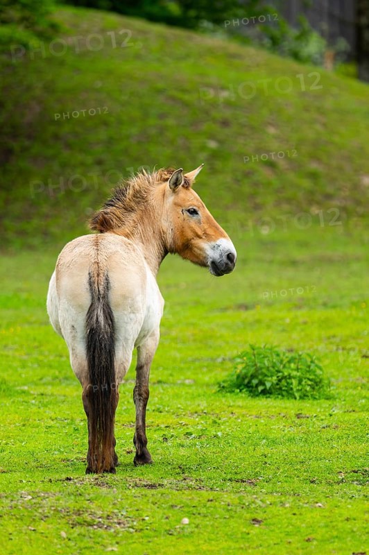 Przewalski's horse (Equus ferus przewalskii) standing on a meadow, Austria, Germany