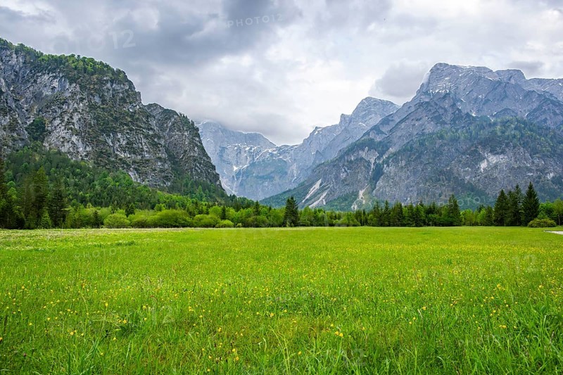Spring meadow with the Alps in the background on a rainy day, Traunkirchen, Salzkammergut, Austria