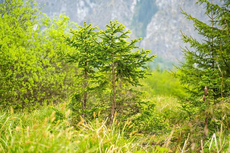 Norway spruce (Picea abies) trees growing in front of the mountains next to Lake Almsee on a rainy day in spring, Salzkammergut, Austria