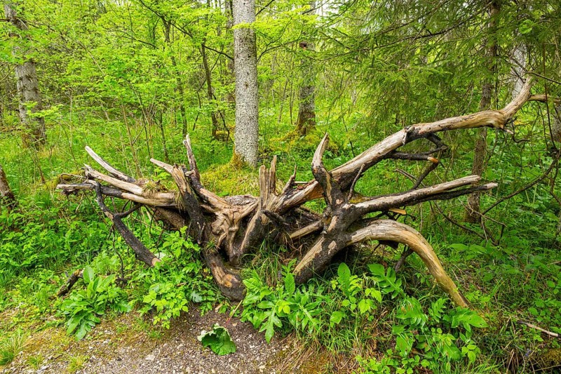 Root system of a old tree in the forest, Bavaria, Germany