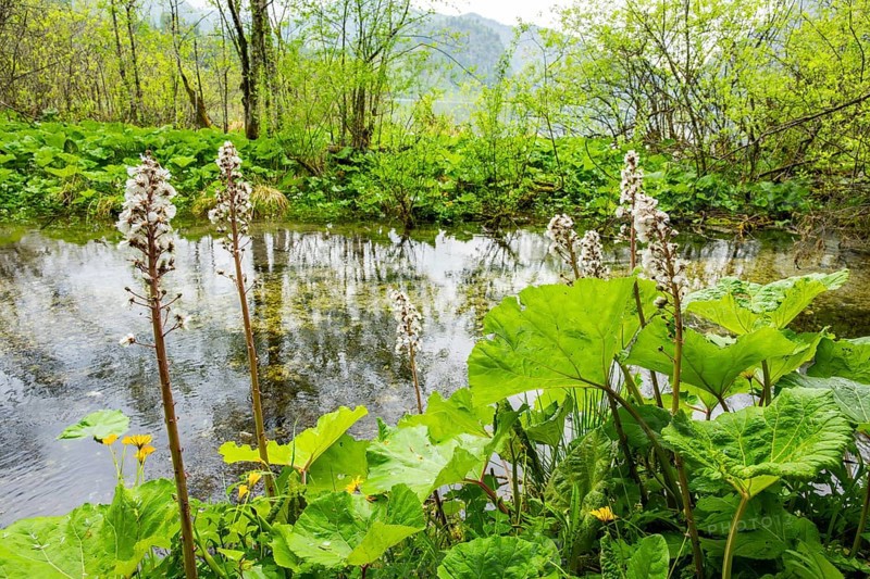 Butterbur (Petasites hybridus) leafes and seeds at a small stream next to Lake Almsee on a rainy day in spring, Salzkammergut, Austria