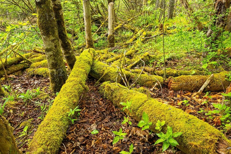 Wild forest with rotten mossy tree trunks lying around, Bavaria, Germany