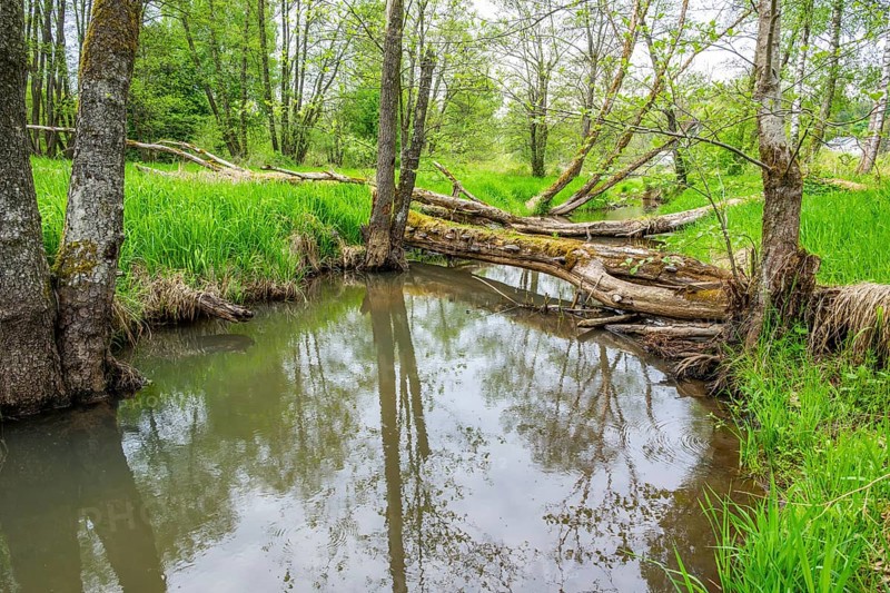 Lanscape of a little stream flowing through the forest in spring on a rainy day, Bavaria, Germany