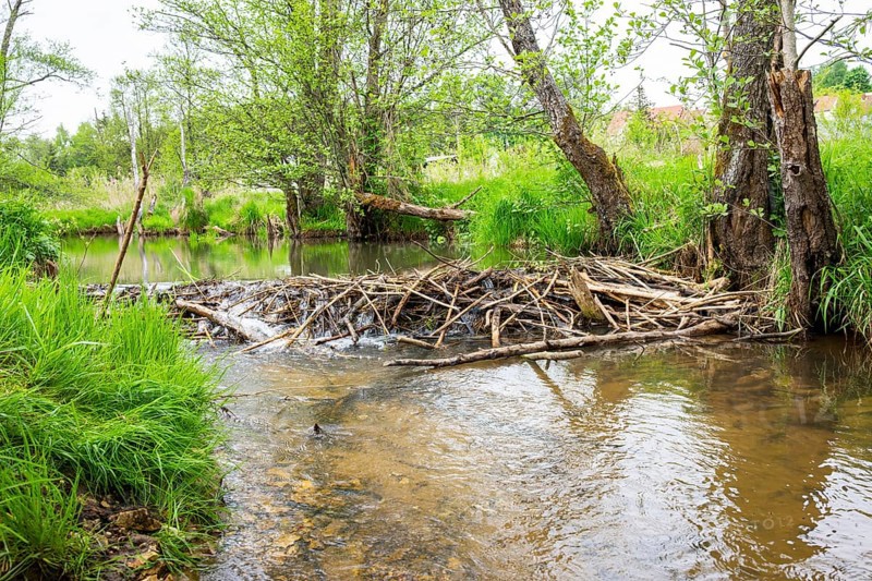 Dam of a Eurasian beaver (Castor fiber) in a small stream, Upper Platine, Bavaria, Germany
