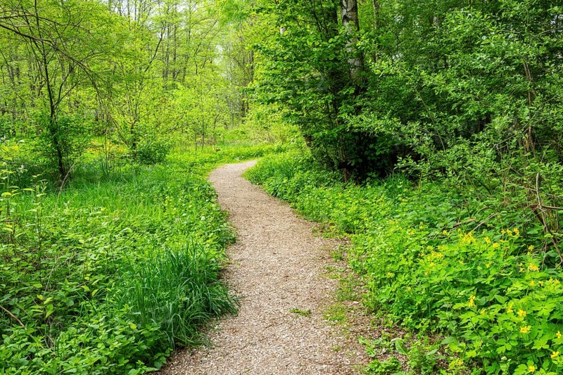 Walking trail going through the forest in spring on a cloudy day, Bavaria, Germany