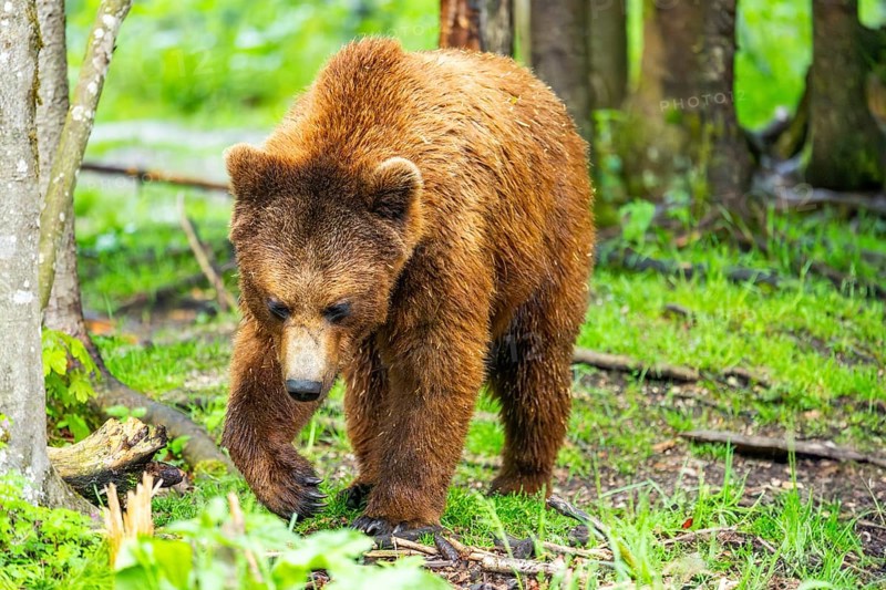 Eurasian brown bear (Ursus arctos arctos) in a forest, Austria