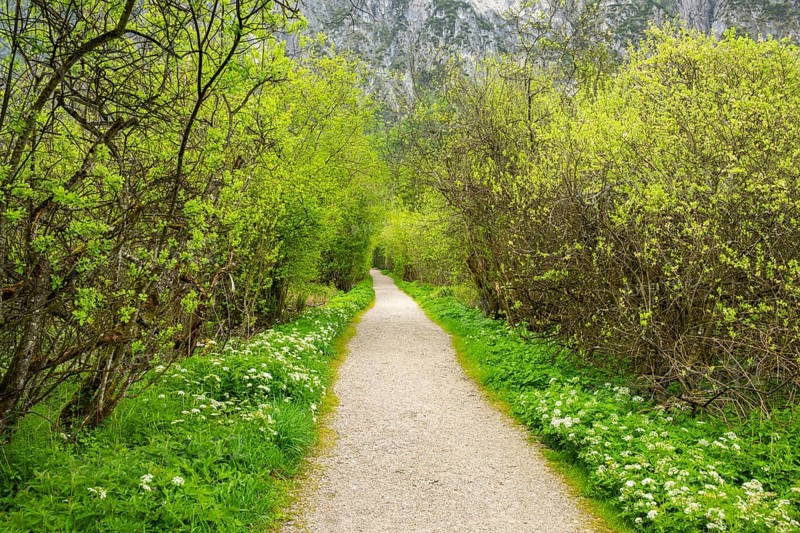 Walking trail going through the forest in spring on a cloudy day, Bavaria, Germany
