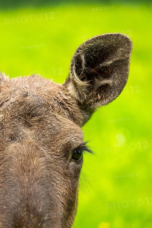 Eurasian elk (Alces alces), portrait, eye, ear, detail, Austria