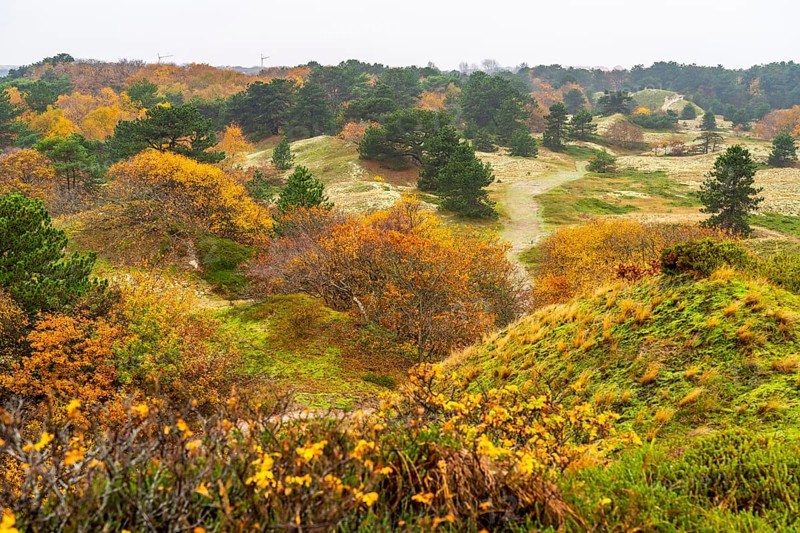 Dune sheep of Ostplate, in the east of the East Frisian island of Spiekeroog, autumn, brown dunes, Lower Saxony, Germany