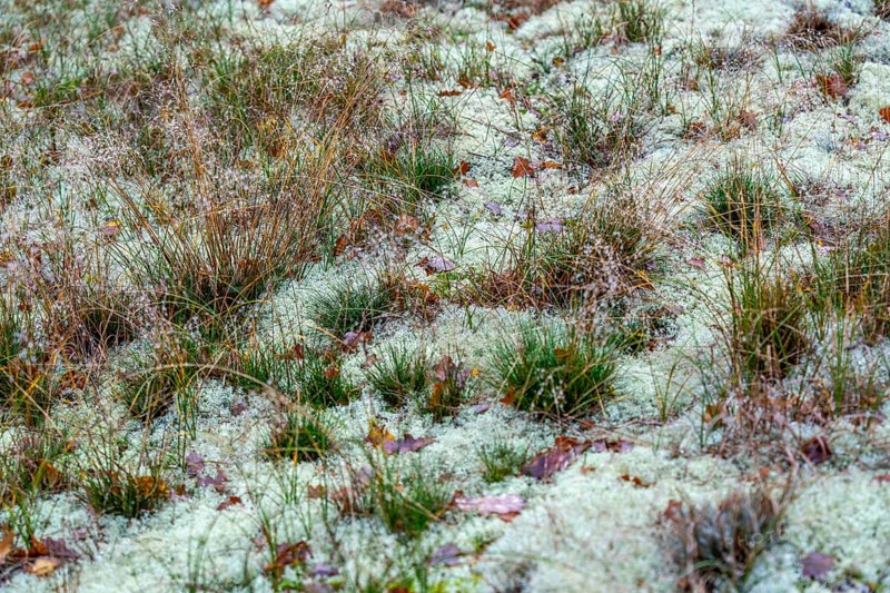 North Sea, Spiekeroog island, autumn, dune landscape, lichens and mosses, Ostplate, Lower Saxony, Germany