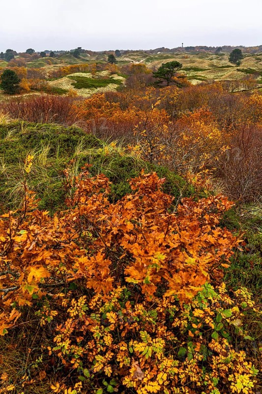 Dune sheep of Ostplate, in the east of the East Frisian island of Spiekeroog, autumn, brown dunes, Lower Saxony, Germany