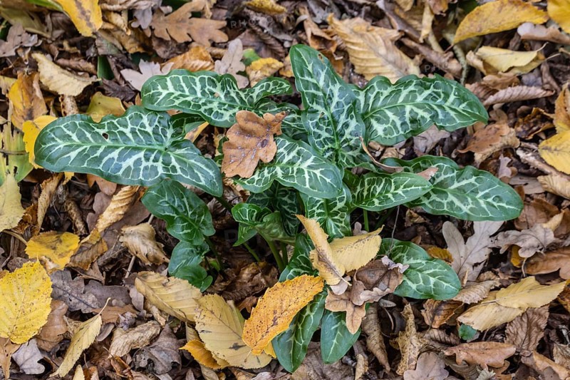 Italian arum stick (Arum italicum Pictum), Emsland, Lower Saxony, Germany