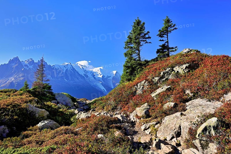 Firs stand in an autumnal landscape with the snow-covered Mont Blanc massif in the background, Chamonix-Mont-Blanc, Haute-Savoie, France