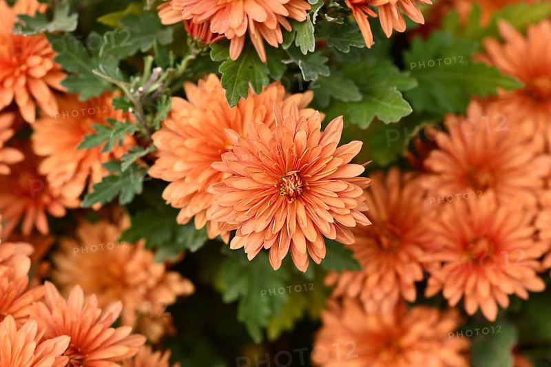 Top view of peach colored chrysanthemums flowers