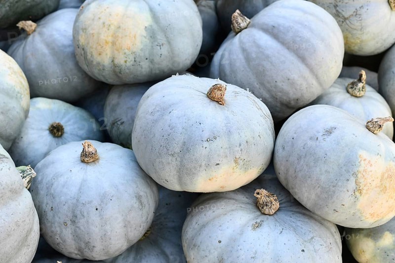 Muted blue Bleu de Hongrie pumpkins in a pile
