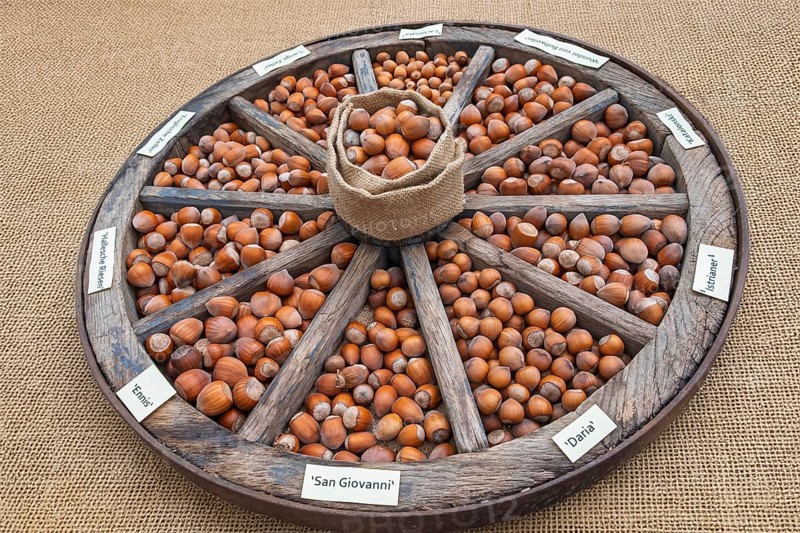 Different types of hazelnuts in an old wagon wheel, Münsterland, North Rhine-Westphalia, Germany