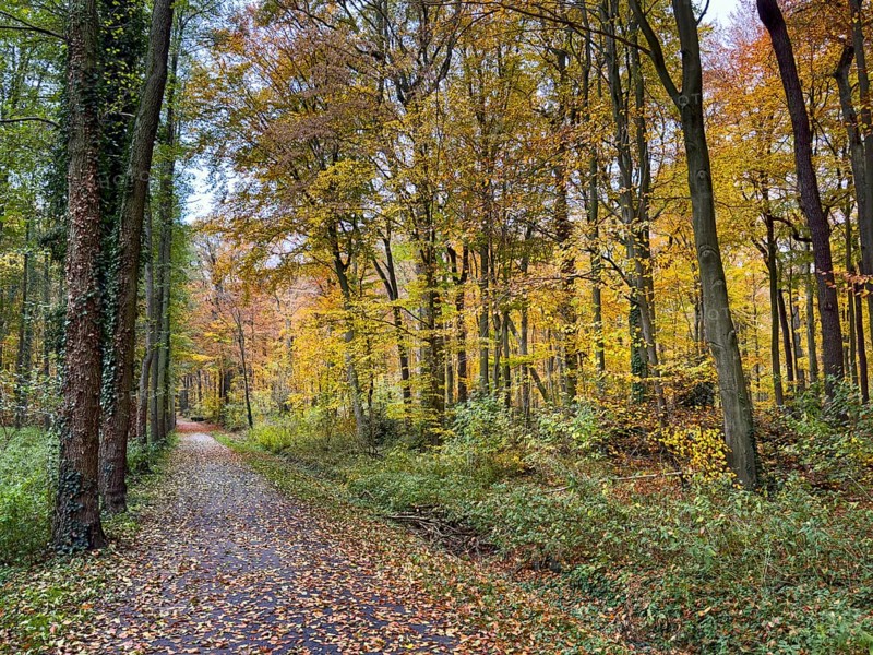 Path covered with fallen leaves Footpath through sparse forest in palace gardens Park von Haus Wittringen Wittringen recreation area Wittringer Wald in autumn forest, Gladbeck, North Rhine-Westphalia, Germany