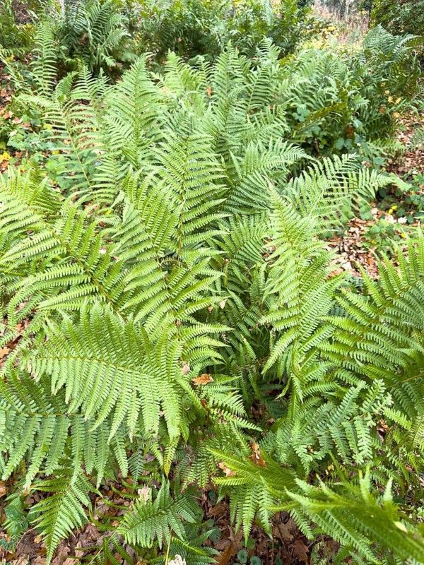 Densely growing fern ferns from a group of vascular spore plants on the roadside in the forest, Germany