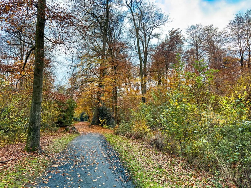 Path footpath through sparse forest in palace gardens Park von Haus Wittringen Wittringer Wald recreation area in autumn forest, Gladbeck, North Rhine-Westphalia, Germany
