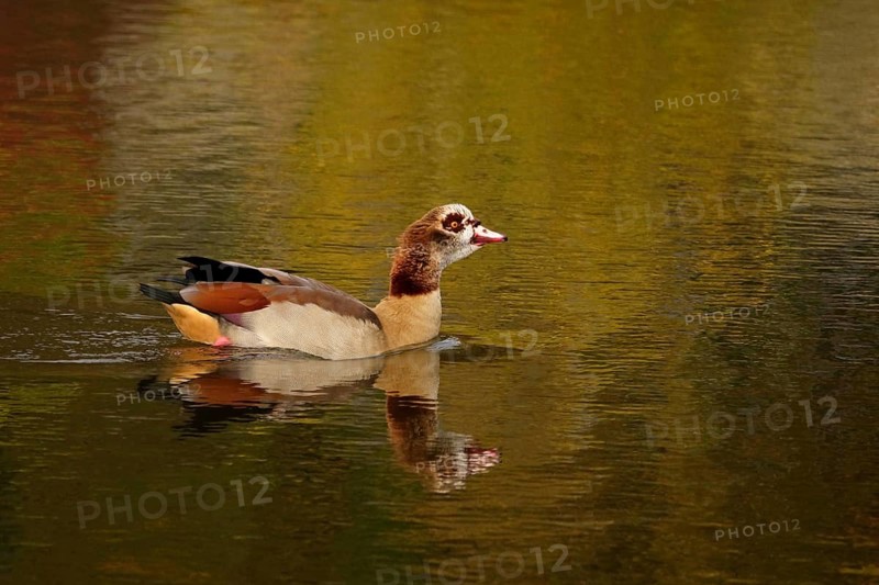Nile goose on a lake, autumn, Germany
