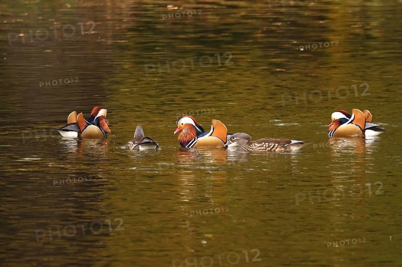 Mandarin ducks on a lake, autumn, Germany