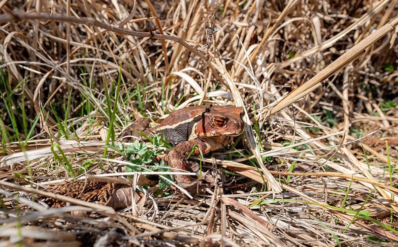 Japanese common toad (Bufo praetextatus or Bufo japonicus), lakeside, Lake Tanuki, Fujinomiya, Shizuoka, Japan