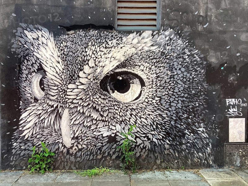 Street art mural with the head of an eagle owl, Buenos Aires, Argentina