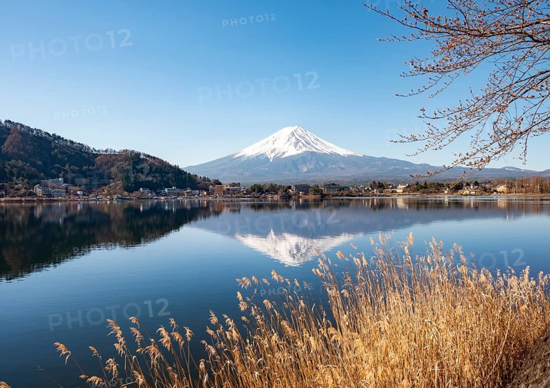 Shore with reeds, volcano Mt. Fuji is reflected in Lake Kawaguchi, Yamanashi Prefecture, Japan