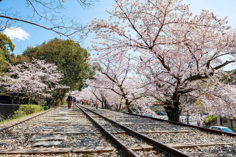 Keage Incline, Old Tracks, Blooming Cherry Trees on Disused Tracks, Hanami, Cherry Blossoms in Spring, Kyoto, Japan