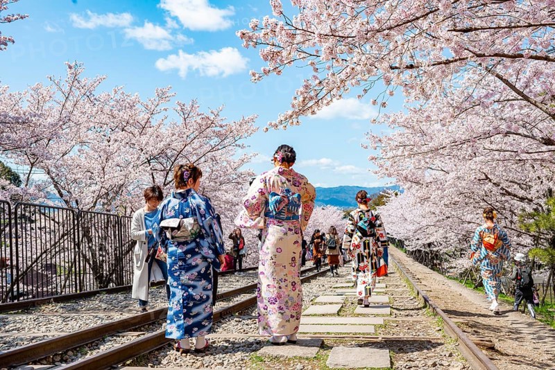 Keage Incline, Japanese women in kimono, cherry trees blooming on disused tracks, Hanami, cherry blossoms in spring, Kyoto, Japan