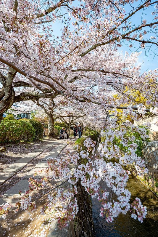 Footpath along a canal, cherry blossoms in spring, Philosopher's Path or Tetsugaku no michi, Kyoto, Japan