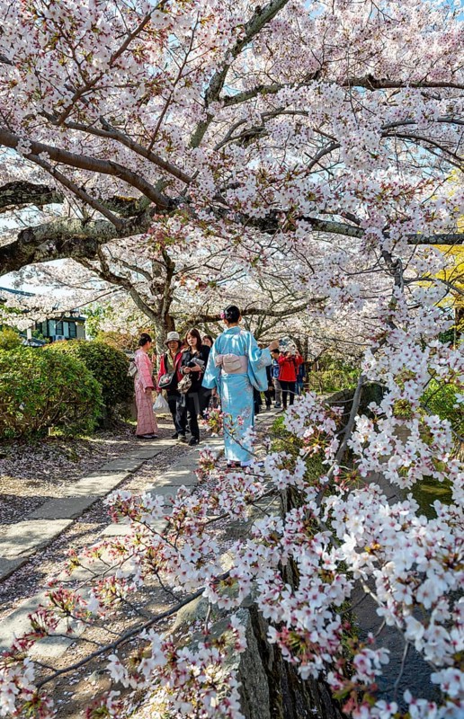 Japanese woman in kimono walking along a canal, cherry blossoms in spring, Philosopher's Path or Tetsugaku no michi, Kyoto, Japan
